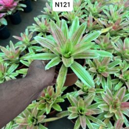 Bromeliads (customizable color selection)