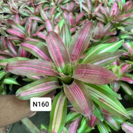 Bromeliads (customizable color selection)