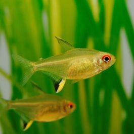 Lemon tetra ( 9 pcs)