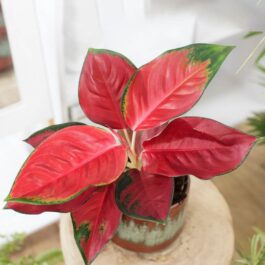 Aglaonema Suksom Jaipong red (single small plant pot)