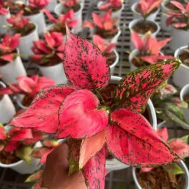 Aglonema Kumkoon- reddish pink varient (small plant pot)