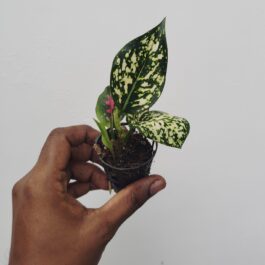 Aglonema Kumkoon- baby pink varient (small plant pot)