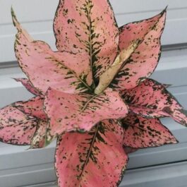 Aglaonema