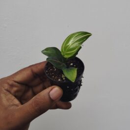Aglaonema Rotundum Tiger/ red vein (small single plant pot)