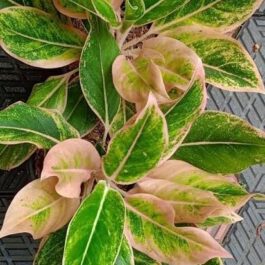 Agalonema Lipstick pudding/ Pink Lipstick (small single plant pot)