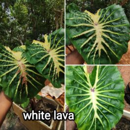 Colocasia White lava ( 2 plants)