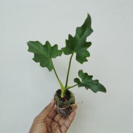 Philodendron Selloum Green (jiffy sized plant)
