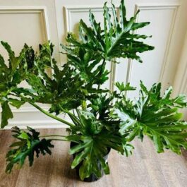 Philodendron Selloum Green (jiffy sized plant)