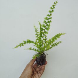 Green fantasy fern (jiffy sized)