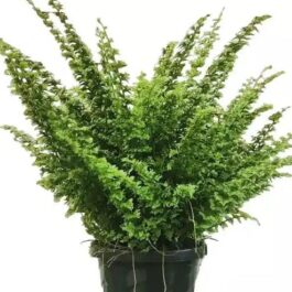 Green fantasy fern (jiffy sized)