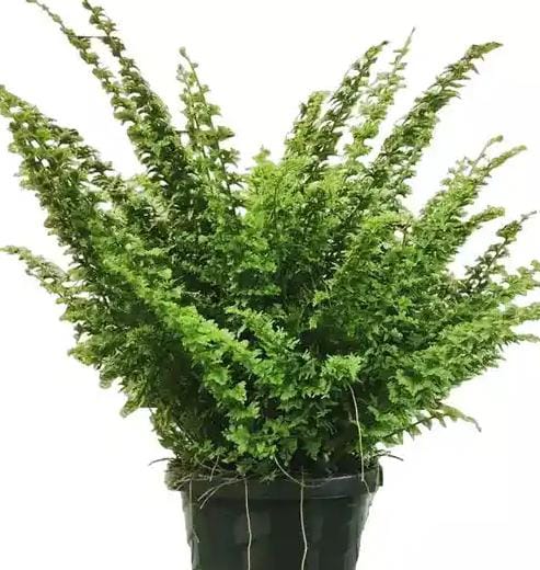 Green fantasy fern (jiffy sized)