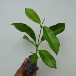 Hoya Globulosa Pink (jiffy sized)