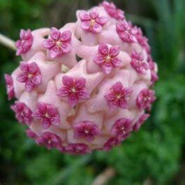 Hoya Globulosa Pink (jiffy sized)