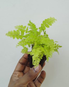 Giant macho fern (small jiffy clump)