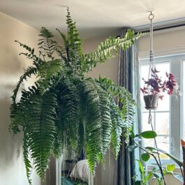 Giant macho fern (jiffy clump)