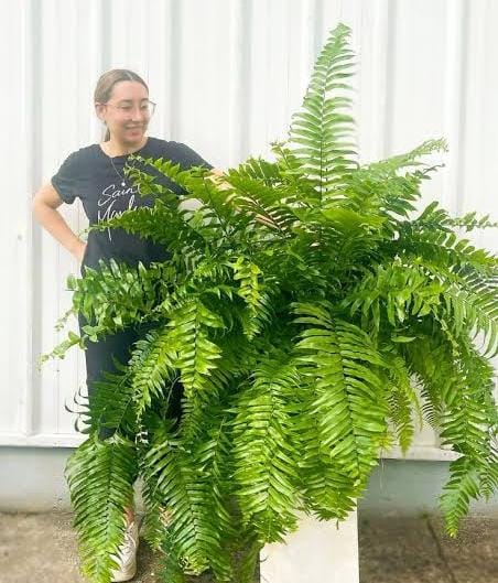 Giant macho fern (small jiffy clump) - Image 3