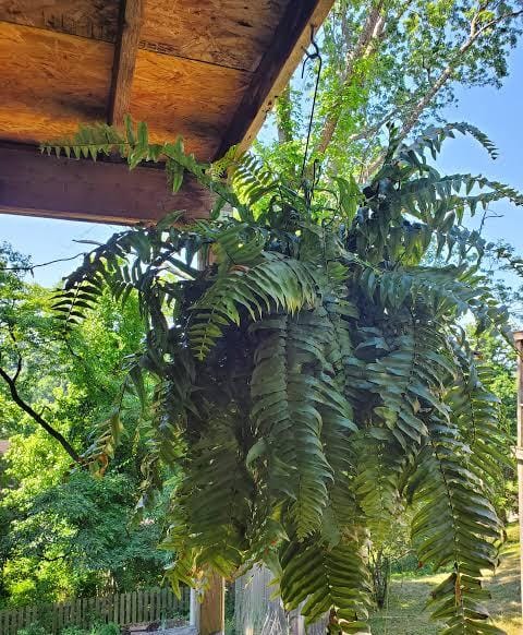 Giant macho fern (small jiffy clump) - Image 4