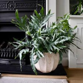 Blue Star fern (small jiffy clump)