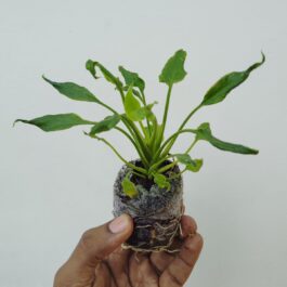 Philodendron Xanadu Green (jiffy sized plant)