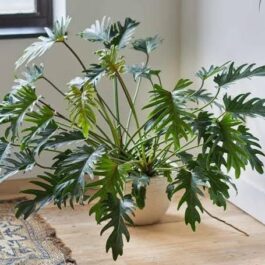 Philodendron Xanadu Green (jiffy sized plant)