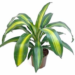 Dracaena fragrans ‘Massangeana’/ Dragon Plant (Single plant)