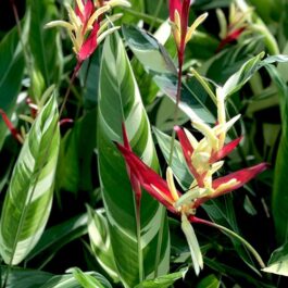 Heliconia Psittacorum Lady Di Variegated (Single plant)