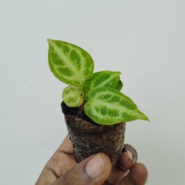 Anthurium silver blush (small single plant jiffy)