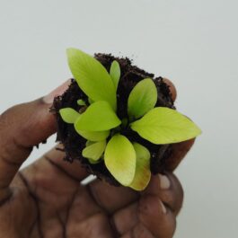 Bird nest fern/Asplenium nidus ( JIFFY plant)