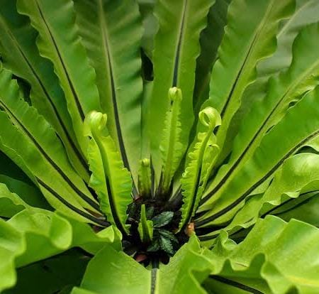 Bird nest fern/Asplenium nidus (small sized jiffy plant) - Image 3