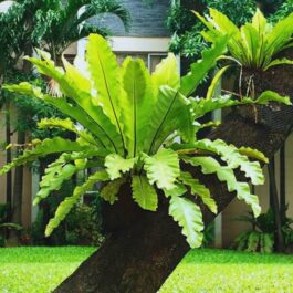 Bird nest fern/Asplenium nidus ( JIFFY plant)