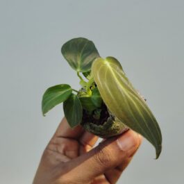 Philodendron Melanochrysum (small jiffy sized plant)