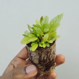 Crocodile Fern (small jiffy clump)