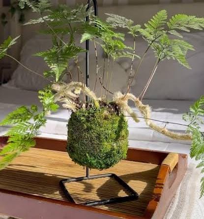 Rabbit foot fern (small plant clump) - Image 5