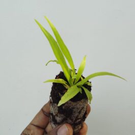 Victoria bird nest fern/ Asplenium antiqum (small jiffy plant)