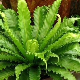 Victoria bird nest fern/ Asplenium antiqum (small jiffy plant)