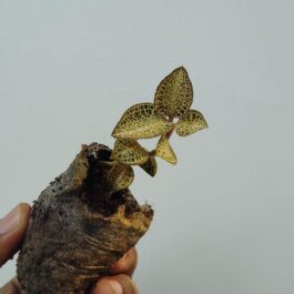 Jewel orchid ‘gold bar’ (small plant jiffy)