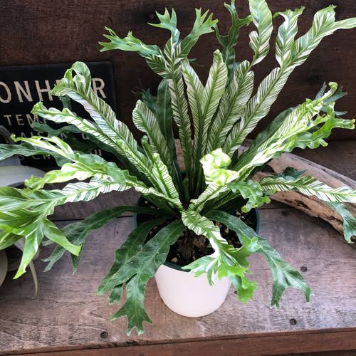 Varigated fish tail birds nest fern (large single plant) - Image 4
