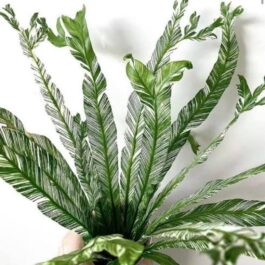 Varigated fish tail birds nest fern (large single plant)