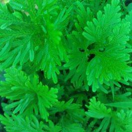 Selaginella wallichii (plant clump)