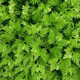 Selaginella wallichii (plant clump)