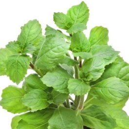 Hygrophila triflora- Chinese variant (3 stems)