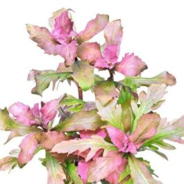 Hygrophila triflora- Chinese variant (3 stems)