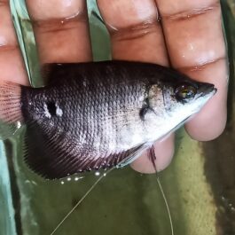 Giant gourami large sized 3 inch sized ( 2 pcs)