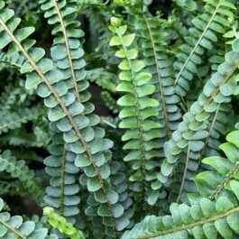 Garden Ferns
