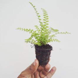 Lemon button fern (small plant pot)