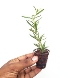 Rosemary (small plant pot)