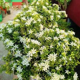 Dwarf kamini (small plant pot)