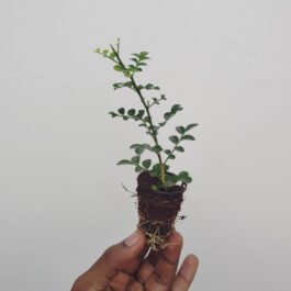 Dwarf kamini (small plant pot)