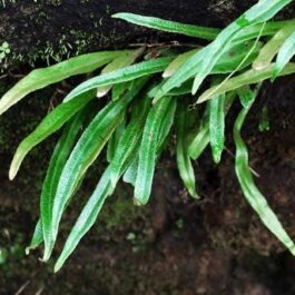 Tongue Fern/ Pyrrosia lingua (single plant-bare root)