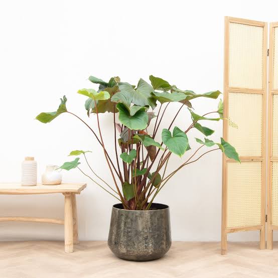 Large sized- Homalomena  Maggy (single plant) - Image 2